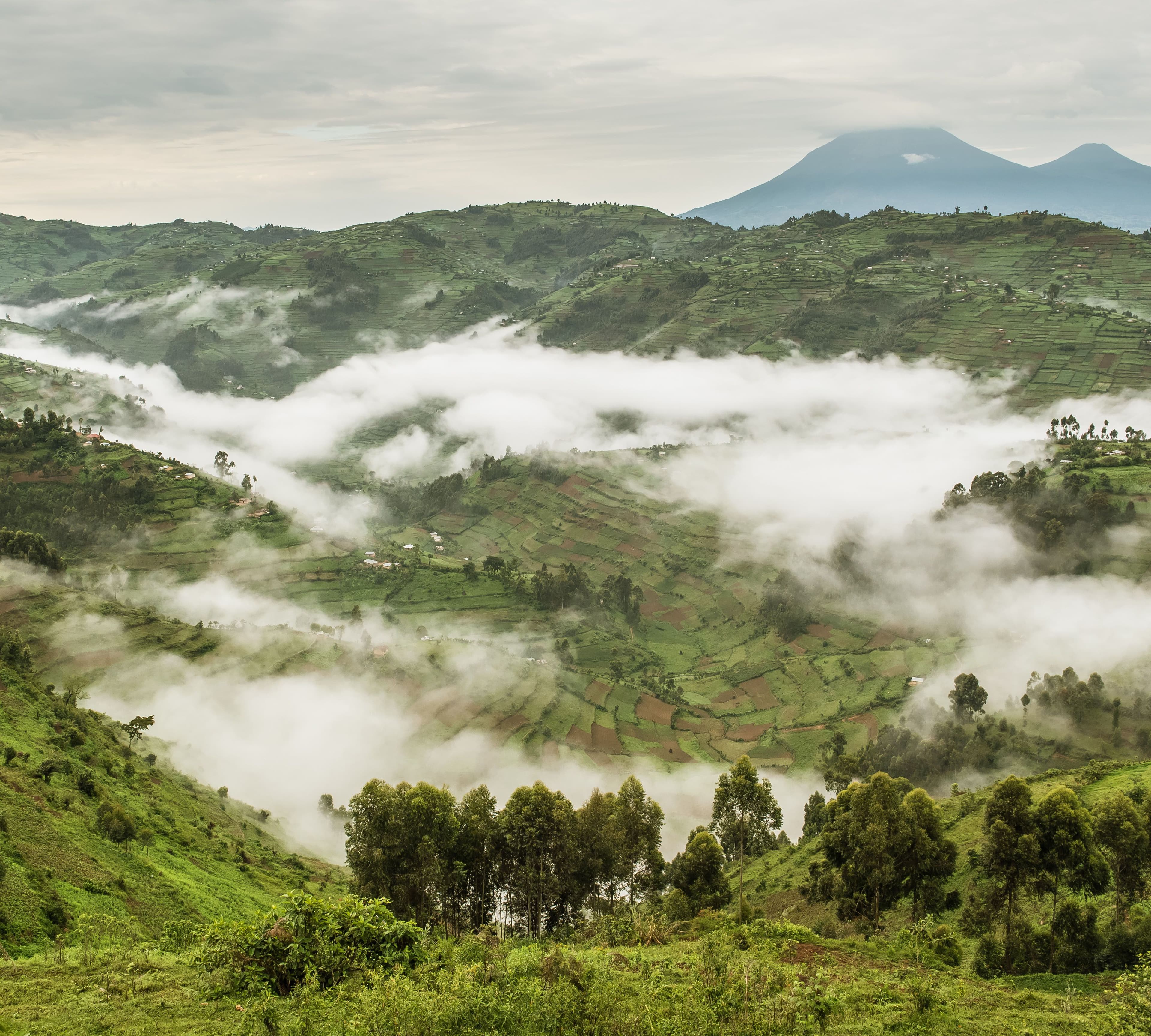 Bwindi Impenetrable National Park, Uganda